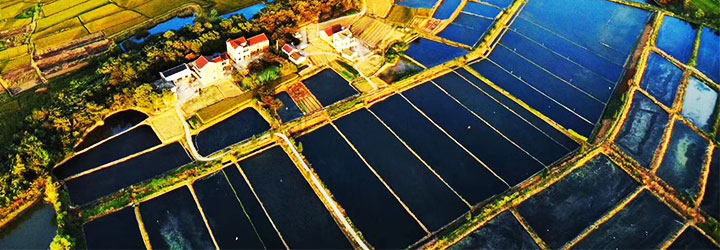 ***大闸蟹养殖基地